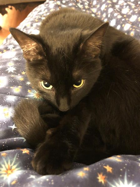 /Images/uploads/Cat Welfare Association/catwelfare2019calendarcontest/entries/6893thumb.jpg